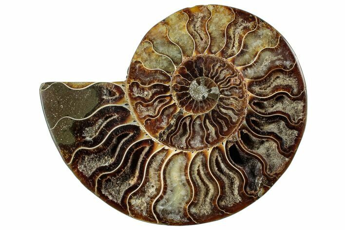 Cut & Polished Ammonite Fossil (Half) - Madagascar #296497